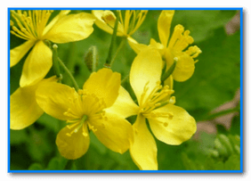 Celandine, which has a cauterizing property, will help remove the papilloma