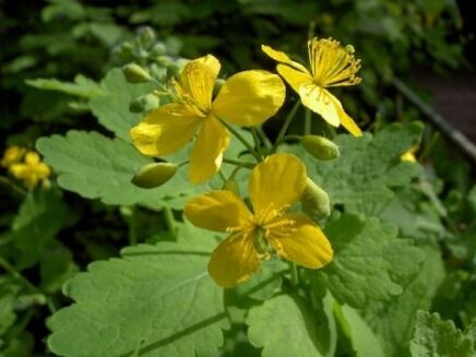 flowers of celandine herb for warts